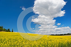 Oil seed field against blue sky