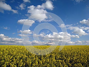 Oil Seed field UK
