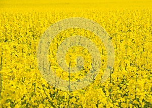 Oil seed flowering: yellow background. .