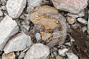 Oil shale stone, background. Sedimentary rocks rich in kerogen. The shale mining site, Aidu quarry in Estonia photo