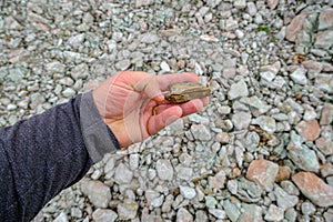Oil shale stone in human hand. Sedimentary rocks rich in kerogen. Slate mining site Aidu quarry in Estonia photo