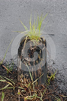 Oil spill on the surface of the pond - environment pollution.