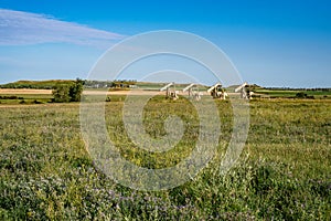 Oil Wells in the Prairies of North Dakota