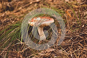 Oiler mushroom in the grass close-up, mushroom close-up in the forest