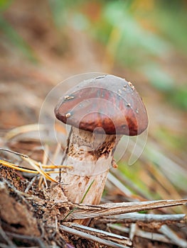 Oiler mushroom growing in moss in the forest. Beautiful autumn season. Edible butterdish mushroom.