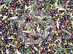 Oilive oil production. Unwashed olives prior to processing. photo