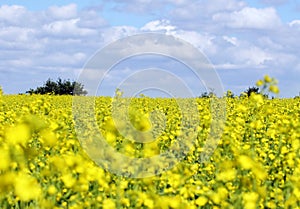 Oilseed