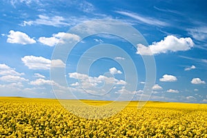 Oilseed