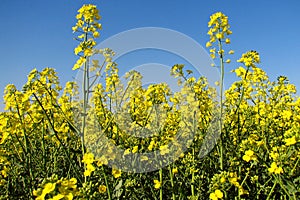 Oilseed