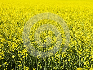 Oilseed