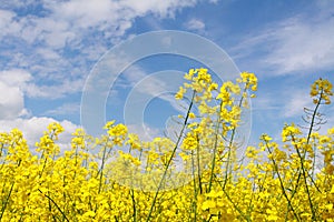 Oilseed