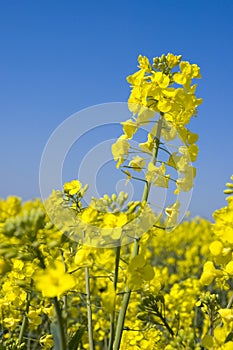 Oilseed 7