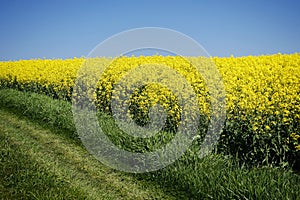 Oilseed