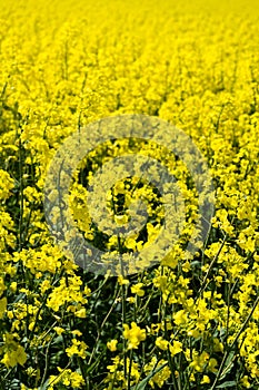 Oilseed