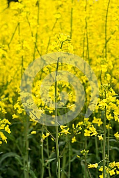 Oilseed