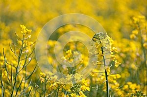 Oilseed