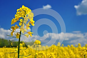 Oilseed agriculture