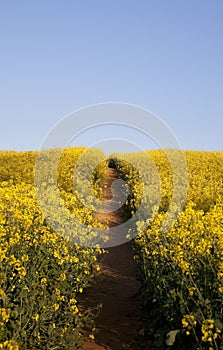 Oilseed Background