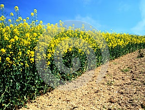 Oilseed (canola)