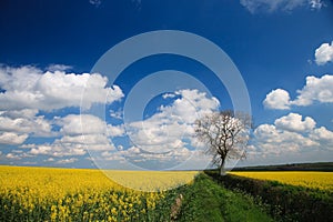 Oilseed crop and blue sky