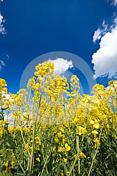 Oilseed crop and blue sky