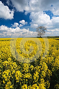 Oilseed crop and blue sky