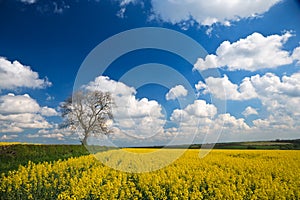 Oilseed crop and blue sky