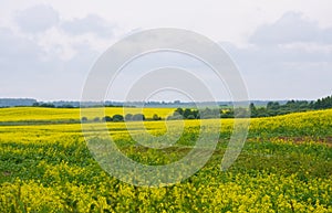 Oilseed field