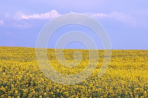 Oilseed field