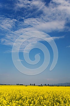 Oilseed field in bloom