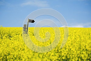 Oilseed field with directional arrow