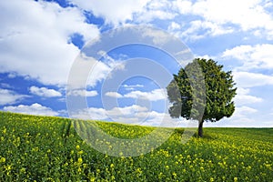 Oilseed field and lonely tree