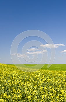 Oilseed field during summer with blue sky