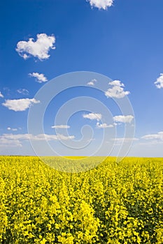 Oilseed field during summer with blue sky