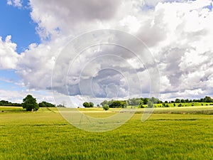 Oilseed field under dramatic sky