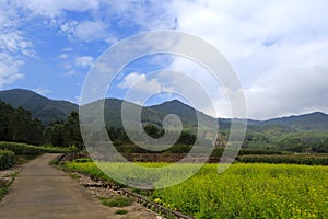 Oilseed field under mountain