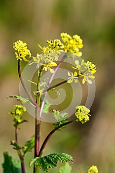 Oilseed flower