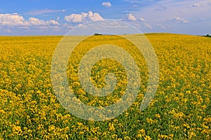 Oilseed flowers