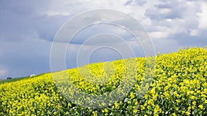 Oilseed flowers swinging on wind