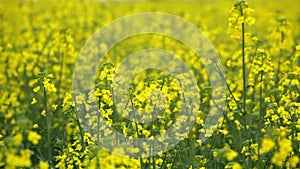 Oilseed flowers swinging on wind, closeup