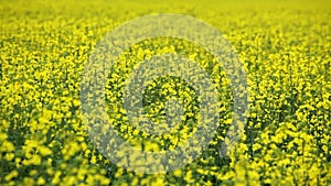 Oilseed flowers swinging on wind, closeup