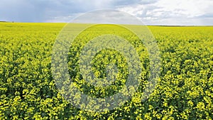 Oilseed flowers swinging on wind, closeup