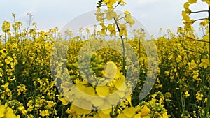 Oilseed flowers swinging on wind, closeup