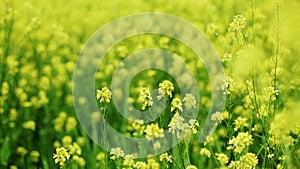 Oilseed flowers swinging on wind, closeup