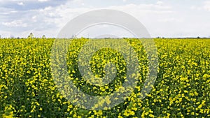 Oilseed flowers swinging on wind - steadycam