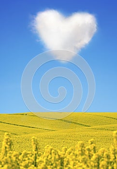 Oilseed and a heart shaped cloud
