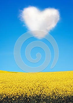 Oilseed and a heart shaped cloud