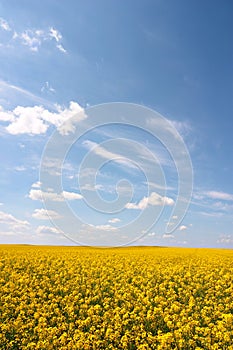 Oilseed