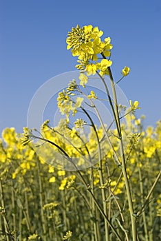 Oilseed