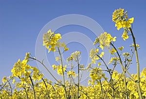 Oilseed